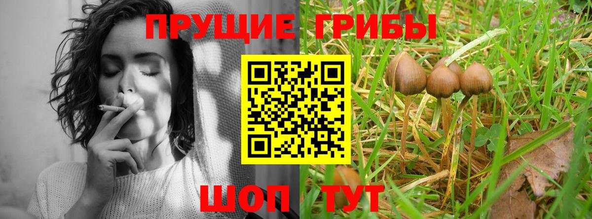 Галлюциногенные грибы Psilocybe Вичуга
