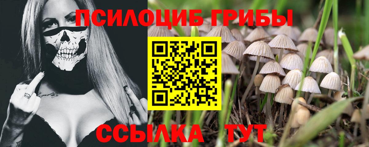 Галлюциногенные грибы Cubensis  Вход с VPN  Вичуга 